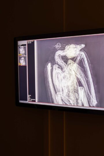 Röntgenbild av en havsörn som är skjuten med 7 hagel.