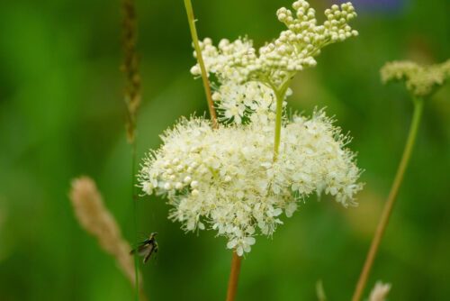 Meadowsweet and insect at Watermead Country Park in Leicester, UK.