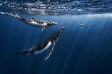 En delfin simmar mot två valar under vattenytan.