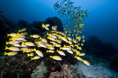 Marine life of Raja Ampat, West Papua, Indonesia.