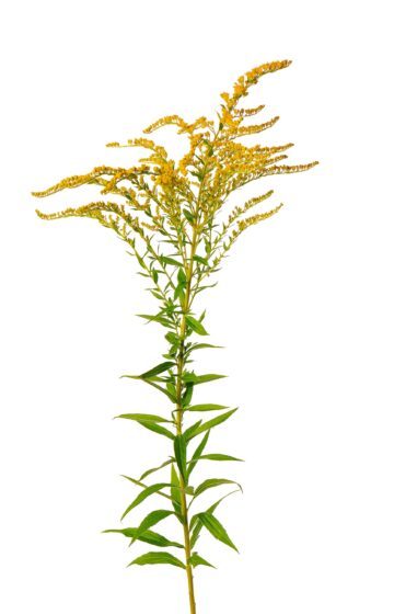 Golden Solidago virgaurea flowers isolated on white background. Ragweed bushes or Ambrosia artemisiifolia. Medicinal herbal plant.