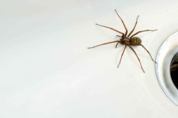 Husspindel iStock