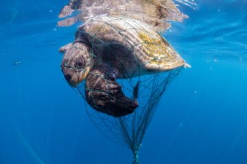 Gillnet with a trapped Olive Ridley sea turtle