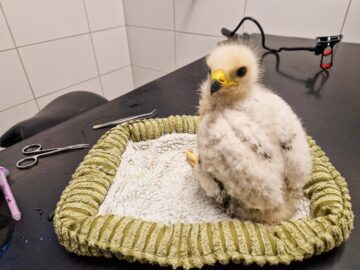 Ormvråksunge som trillat ur boet. Sitter på en varm filt på ett bord och tittar mot kameran.