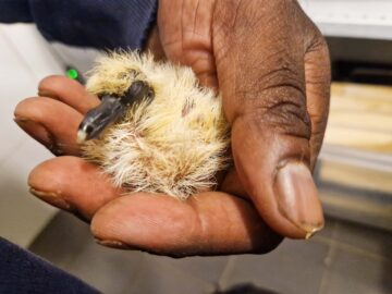 Ringduveunge ligger i Victors hand.