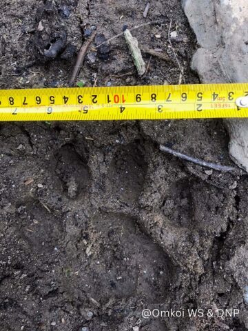 Tiger pugmark in Mae Ping-Om Koi Forest Complex (2022)©XX-Eko3-25