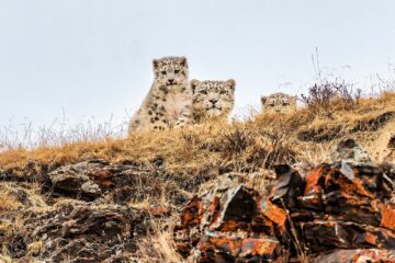 Tre snöleoparder tittar fram bakom ett stenparti.
