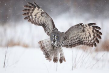 Great grey owl, Oulu, Finland