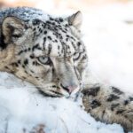 _WW1126027 Snöleopard (Panthera uncia) i fångenskap, fotograferad i Naltar Valley, Gilgit-Baltistan, Pakistan. Djuret står i profil med vinterpäls, omgiven av snö och bergig bakgrund.