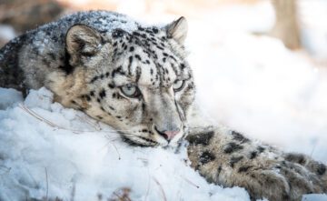 Snöleopard (Panthera uncia) i fångenskap, fotograferad i Naltar Valley, Gilgit-Baltistan, Pakistan. Djuret står i profil med vinterpäls, omgiven av snö och bergig bakgrund.