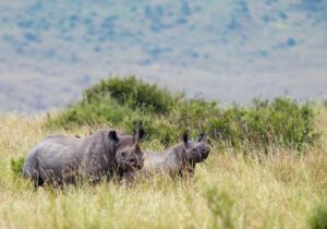 Spetsnoshörningar (Diceros bicornis), mamma och kalv, Maasai Mara, Kenya. Foto: Danielle Brigida / WWF-US