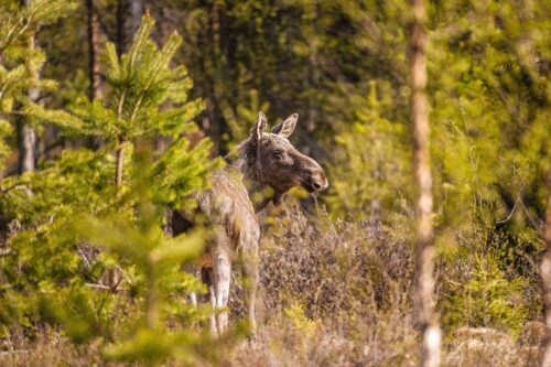 Elk / Moose / Älg (Alces alces), ung tjur / young male Foto: Ola Jennersten WWF