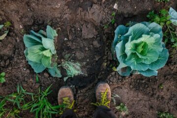 Stamp of a Elephant in a garden