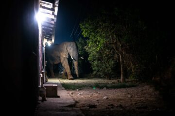 At around 10 PM, a male elephant walks around the corner in one