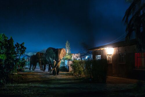 At around 10 PM, a group of male elephants thunder through the n At around 10 PM, a group of male elephants thunder through the n