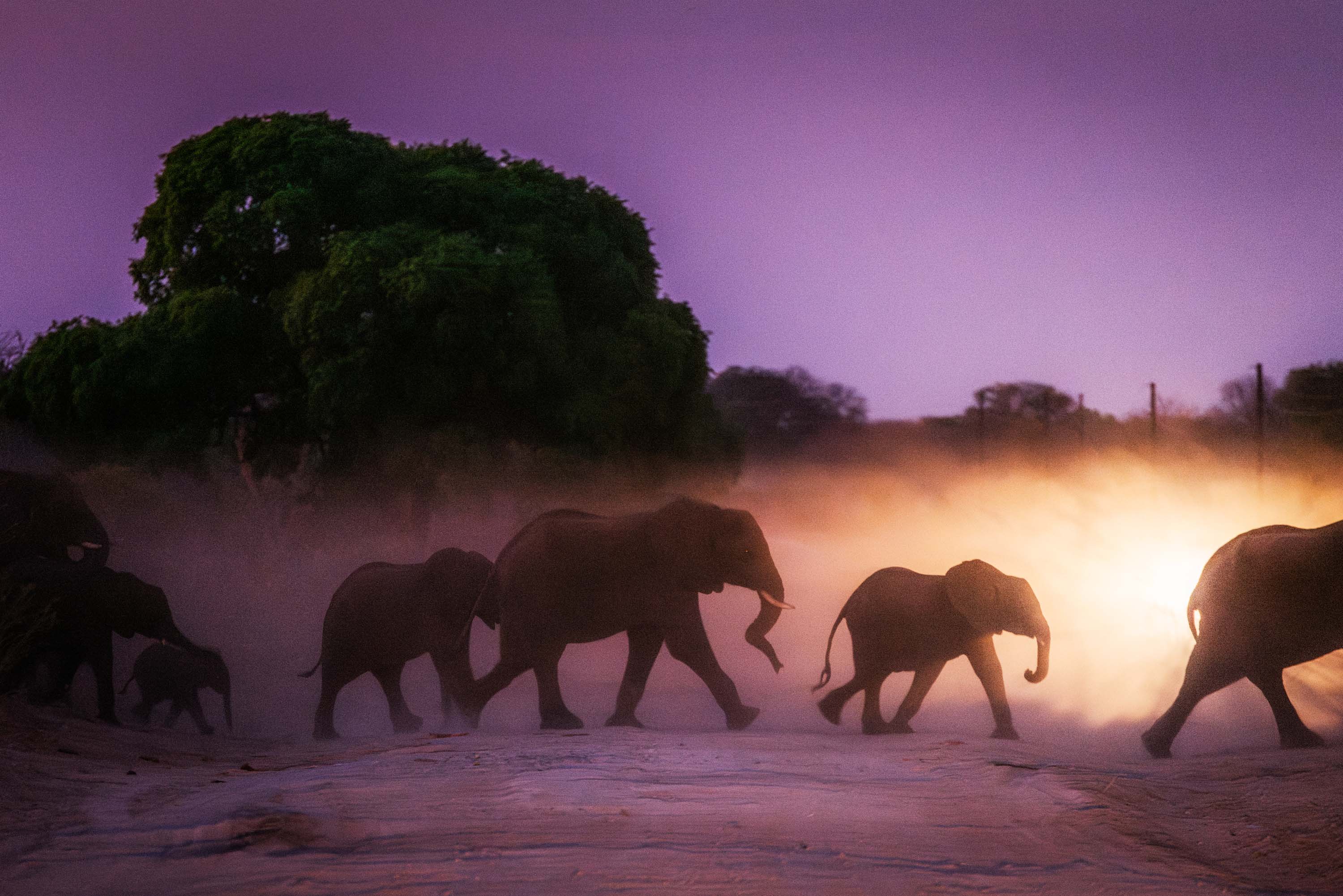 At dusk, a herd of around 130 elephants traverses the M10 highwa