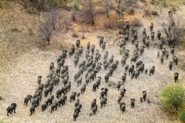 Elephants embark on a daily journey