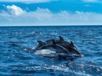 Jumping spotted dolphins with calf