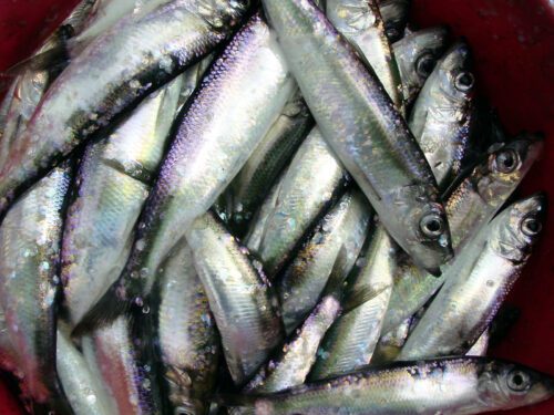 Atlantic herring