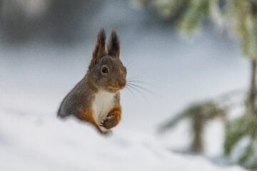Red squirrel (Sciurus vulgaris) in the snow.