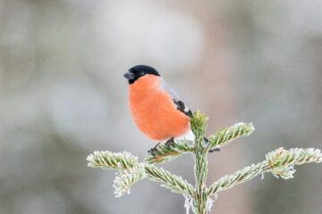 En domherre (Pyrrhula pyrrhula) sitter på en snötäckt gren i vinterlandskap. Den röda bröstfjädern kontrasterar mot den vita snön och den dämpade bakgrunden. Ingen människa i bild.