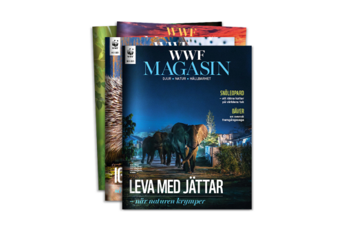 WWF magasin 3 2025 stack