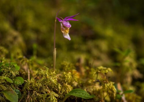 Norna, Calypso bulbosa. En orkidéart som finns i Dalarna och norra Sverige. Foto Ola Jennersten