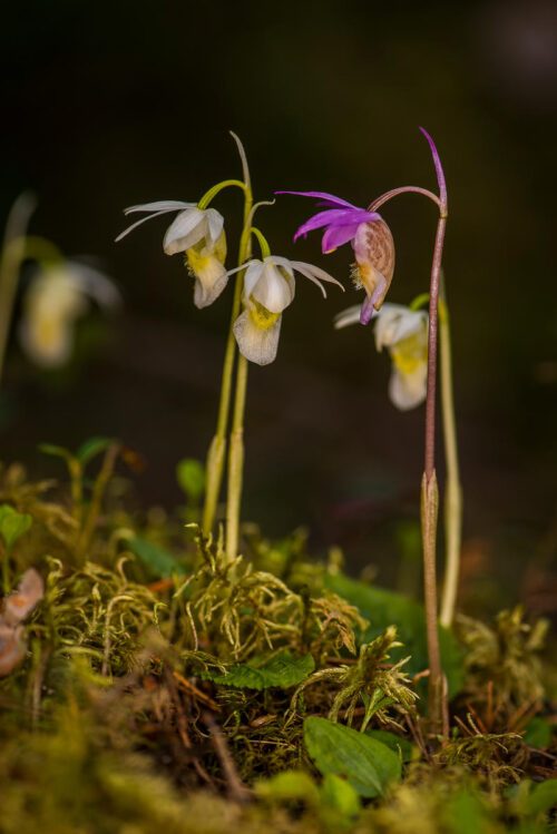 Norna, en orkidé art som finns i Dalarna och norra Sverige. Calypso bulbosa. Foto Ola Jennersten