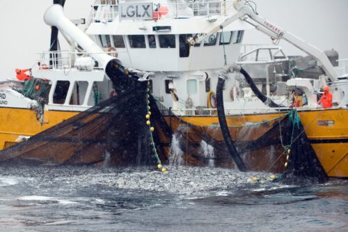 Sillfiske, © Magnus Lundgren / WWF Sillfiske