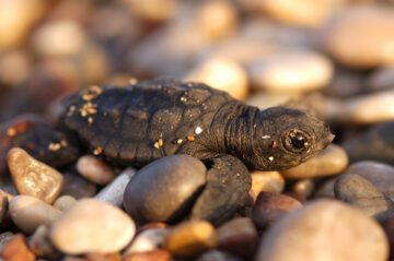 Caretta caretta, Loggerhead turtle hatchling on the Cirali beach. Mediterranean Sea, Turkey