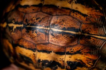 The shell of a Bourret’s Box Turtle (Cuora bourreti), a rare turtle species from Central Viet Nam. TCC – Cuc Phuong National Park, Ninh Binh, Viet Nam.