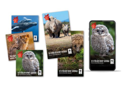 Kollage av olika delningsbilder med naturmotiv; valar, lejon, uggla, noshörning och igelkottar.