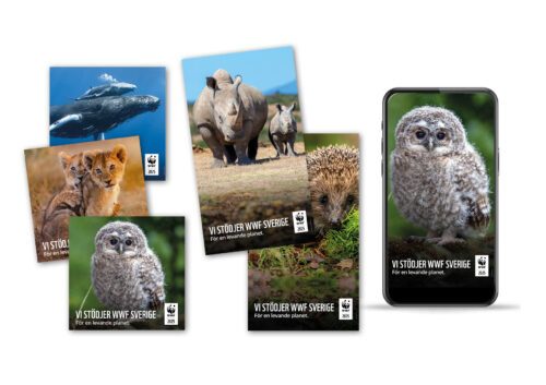 Kollage av olika delningsbilder med naturmotiv; valar, lejon, uggla, noshörning och igelkottar.