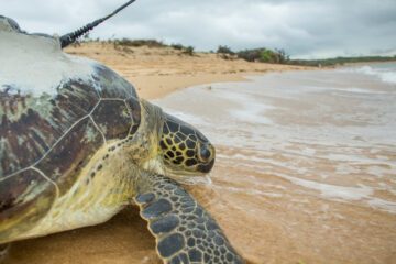 Grön sköldpadda (c) Georgina Goodwin Shoot The Earth WWF-UK