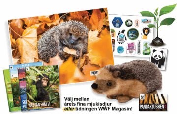 Pandaklubben medlemspaket 2026 mjukis eller magasin