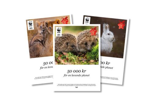 Kollage av gåvokort med olika djurmotiv: igelkottar, lejon och hare med tyckt text på " 50 000 kr för en levande planet".