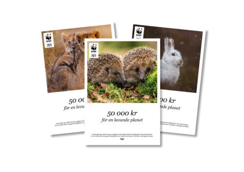 Kollage av gåvokort med olika djurmotiv: igelkottar, lejon och hare med tyckt text på " 50 000 kr för en levande planet".