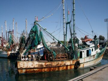 One of the most important fisheries in Mexico. WWF works on making shrimp fisheries in the Gulf more sustainable and reducing bycatch of Vaquita porpoise through testing and implementation of more selective fishing gear and ecosystem based management. Notice the Turtle Excluder Device in the upper part of the net, mandatory in shrimp fisheries.