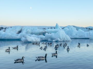 Arctic brants in the Glacier Lagoon of Jokulsarlon (Iceland), at midnight. Arktiska prutgäss i glaciärlagunen Jökulsárlón (Island), vid midnatt.