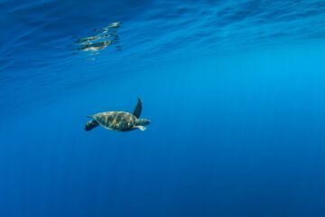 En grön havssköldpadda (Chelonia mydas) simmar ensam i klart blått vatten vid ön Xiaoliuqiu i Taiwan. Arten är utrotningshotad och skyddad enligt IUCN och CITES. Bilden visar ett öppet marint habitat utan koraller eller människor i bild.
