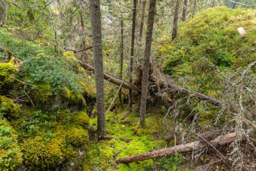 Old-growth forest, in Styggforsens nature reserve.