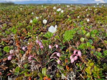 Bild på blommor i Tavvavuoma. Hjorton och rosling.