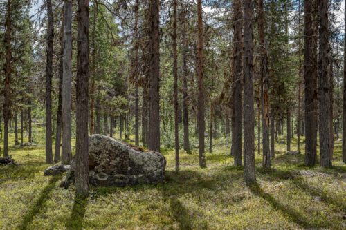 Rocky montane old-growth forest. Karats-Råvvåive, Lapland. gammal skog lappland