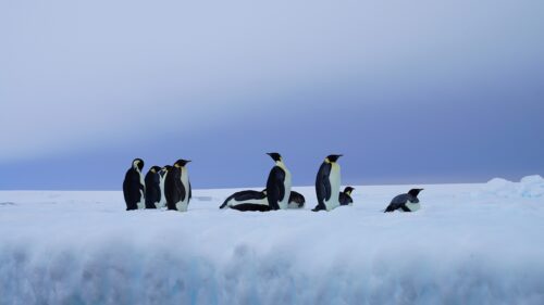 En grupp kejsarpingviner (Aptenodytes forsteri) står vilande på snötäckt mark vid Ross Sea, Antarktis. Klar blå himmel i bakgrunden, inga människor i bild. Vintermiljö med fokus på djurens naturliga habitat.