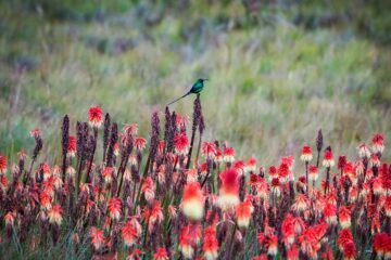 Malakitsolfågel i grönt syns sittandes ovanpå rött högt gräs med grönt i bakgrunden.