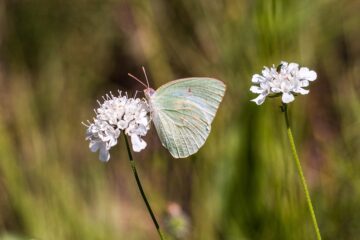 En ljusgrön fjäril sitter på en vit blomma med suddig grön bakgrund.