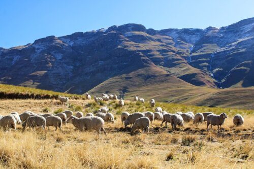 En flock får syns betande på en gul äng med berg i bakgrunden.