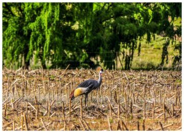 En fågel syns på ett gräsfält.