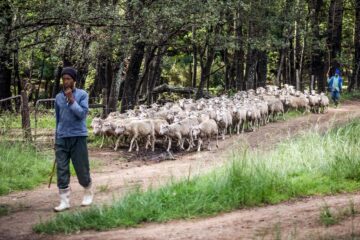 En herde leder en stor flock får genom en skogsstig, omgiven av träd och grönska.