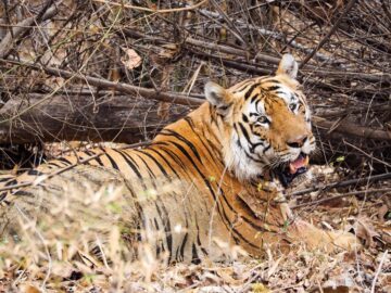 Magasinet 4-2025. ”Första vilda tigern jag såg, en nästan overklig känsla”. Stor hanne i Tadoba nationalpark, Indien.